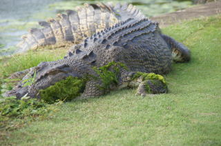 シェラトンミラージュ　Sheraton Mirage 動植物　動物　植物